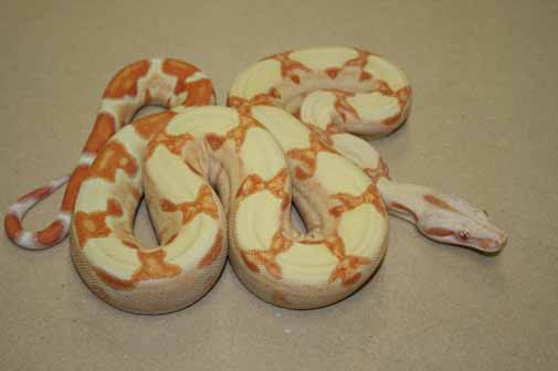 Boa Constrictor